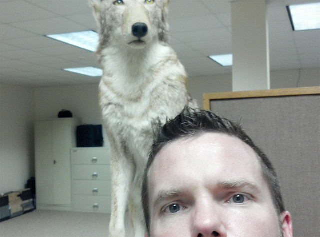Coyote and me