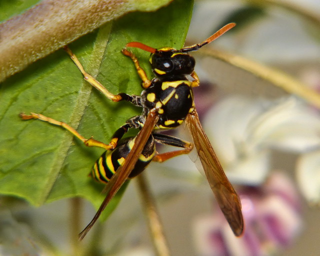 Asian Paper Wasp 34 New Sex Pics