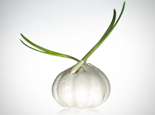 garlic by petetaylor