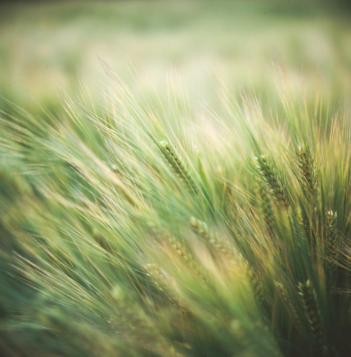 無料写真素材|花・植物|小麦・コムギ|緑色・グリーン