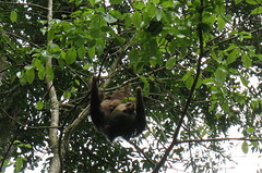 2-toed sloth with baby