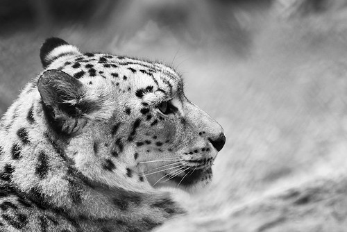 Snow Leopard by Joachim Ziebs