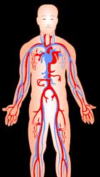 Goalfinder Blood-circulatory-system