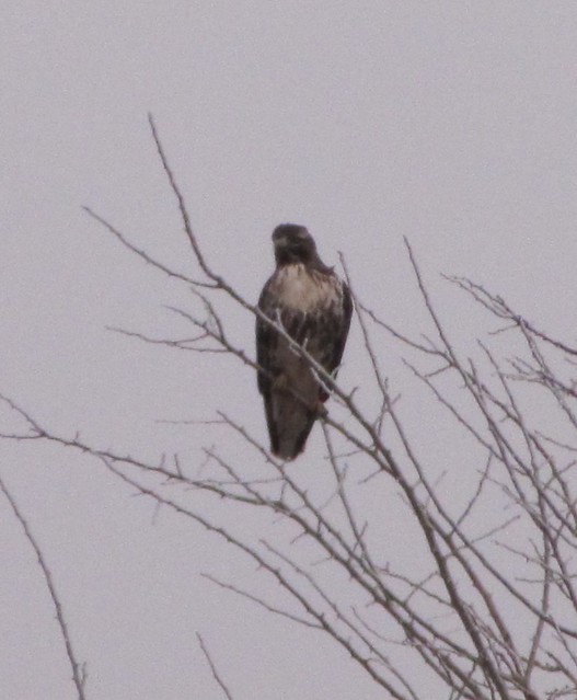 Eastern Red-tailed Hawk in Livingston County, IL 04