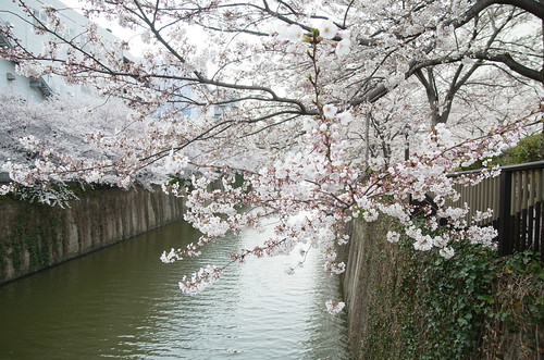 Megurogawa Sakura 13