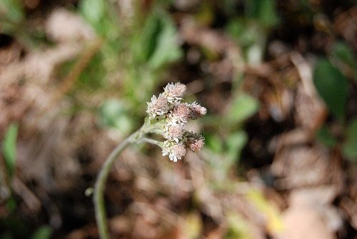 Male staminate flowers of Pussy Toes, Antennaria plantaginifolia, a wildflower which grows in the Ozarks.