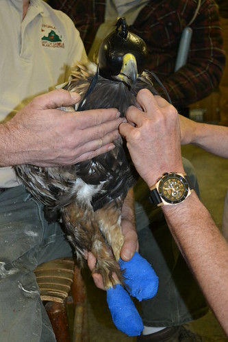 The talons are wrapped in blue medical gauze to prevent the eagle from stabbing any of the researchers and to prevent any damage to the talons.