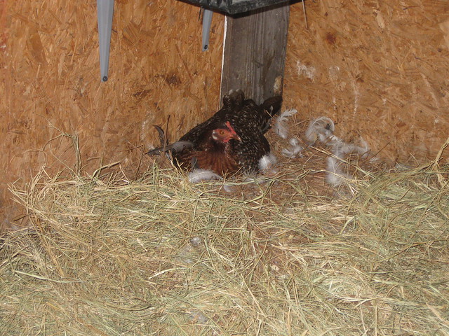 Broodie Banty sitting on duck eggs  :)