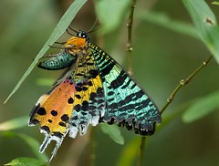 Lepidoptera (Madagascar)