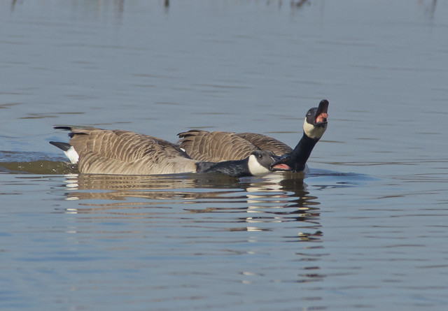 displaying canada geese
