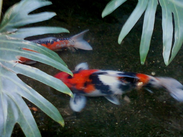 Two coy fish disappearing into the leaves