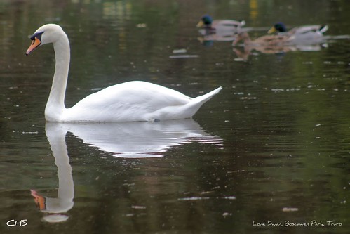 Lone Swan, Boscawen Park, Truro by Stocker Images
