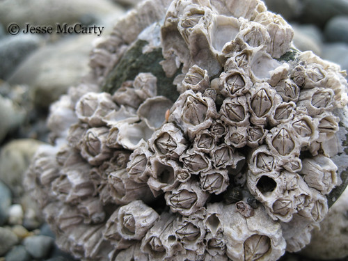 Barnacle Covered Rock Close Up