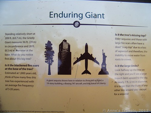 Sign about the Grizzly Giant in the Mariposa Grove, Yosemite National Park, California