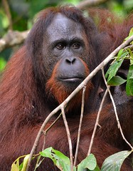 Orangutans of Borneo 2014