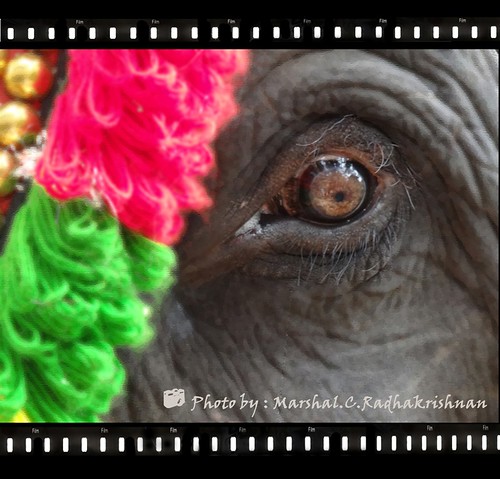 Elephant%20Eya-%20Photo%20by%20Marshal_C_Radhakrishnan by bucklesw1