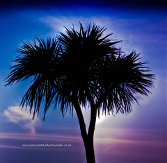 Palm Trees Of Folkestone.