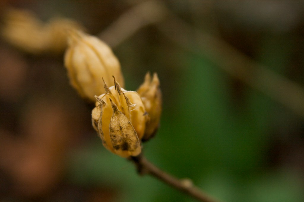 seed pods  1316