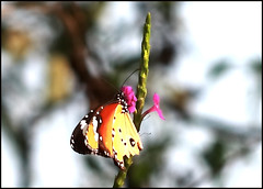 travel tips, Butterfly Garden, Ovalekar Wadi