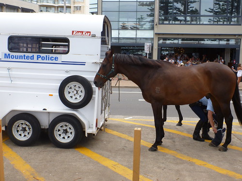 NSW Mounted Police Horse