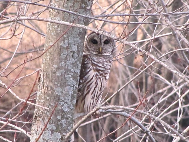 Barred Owl in Woodford County 04