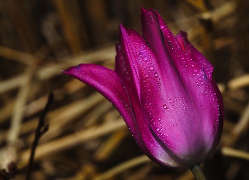 Purple Tulip by KarrieChantel