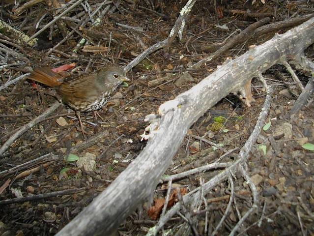 hermit thrush
