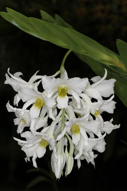 Dendrobium dearei (ovipostoriferum)