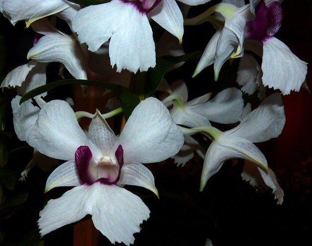 seen at the 2012 pacific orchid exposition, Dendrobium sandarae var. Major species orchid