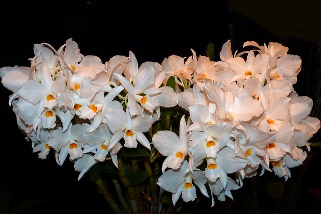 seen at the 2012 pacific orchid exposition, Dendrobium infundibulum 'Vistamont' species orchid