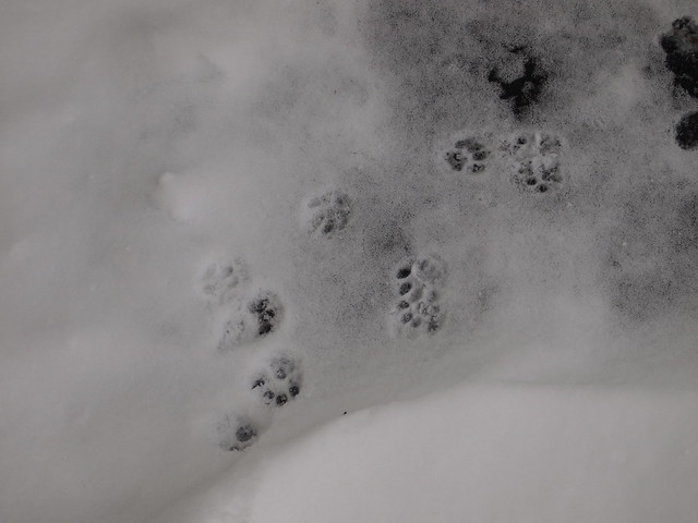 cat prints in snow