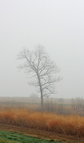 Lonely Tree in Fog 2