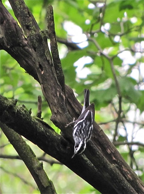 Black-and-white Warbler at Ewing Park