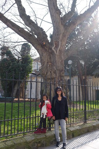 the oldest tree in paris...