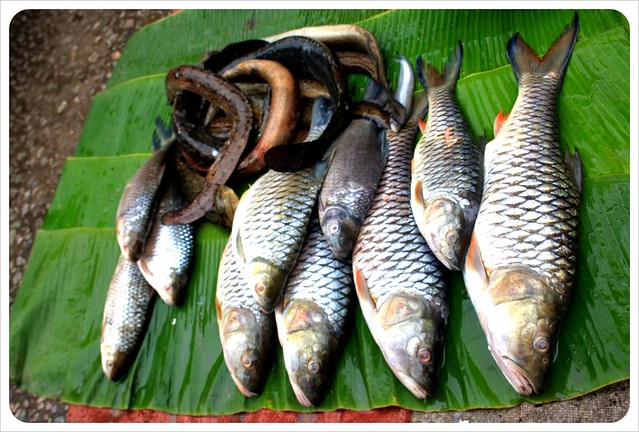 luang prabang morning market fresh fish