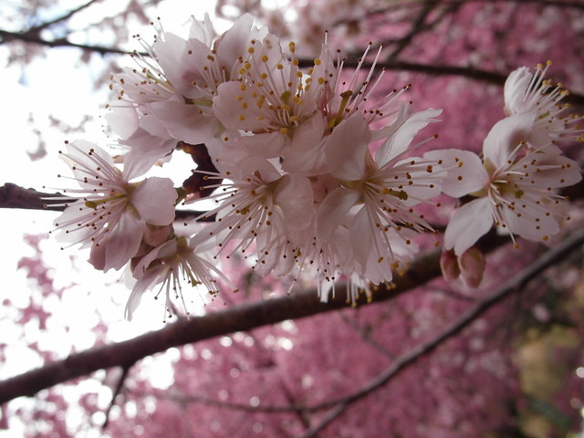 據說是武陵農場獨有櫻種「紅粉佳人」