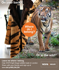 WSPA Mini Poster - Tiger