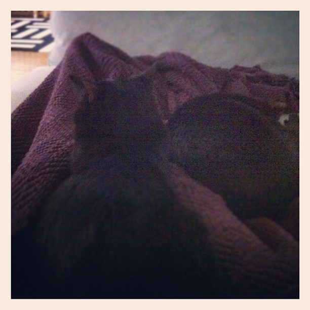 Saturday means a lap full of kitties.