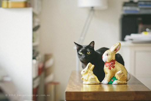 Easter Bunnies and 2 Black Cats, twoguineapigs pet photography 3