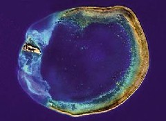 東沙環礁衛星影像圖/福衛二號攝(國家太空中心／海洋國家公園管理處 提供)