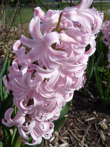 Wheaton, IL, Pink Hyacinth