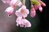 雨中の桜花