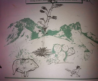 Javelina and Road Runner Drawing in Big Bend Junior Ranger Booklet