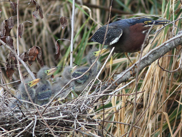 Green Heron chicks begging from mother 5-20120419