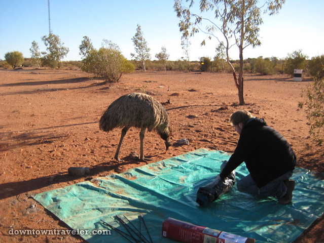 Australian Outback Emu