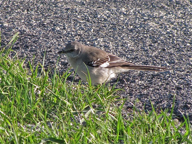Northern Mockingbird at Prairie Ridge SNA 02