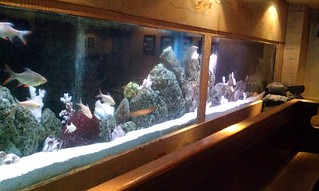 The legendary fish tank in the Bush House bar