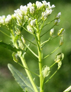 Field Pennycress seed pods