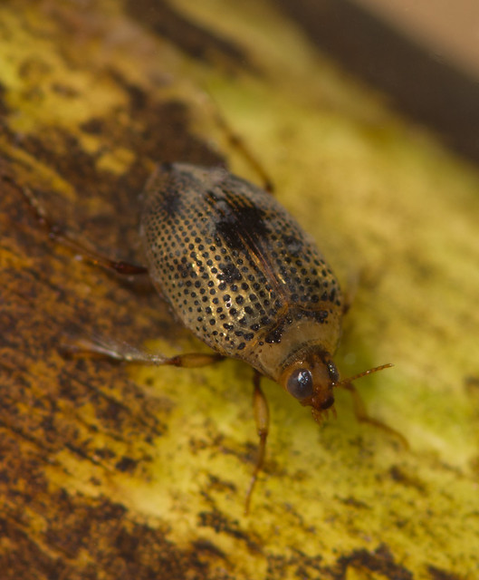 Haliplus sp water beetle edited
