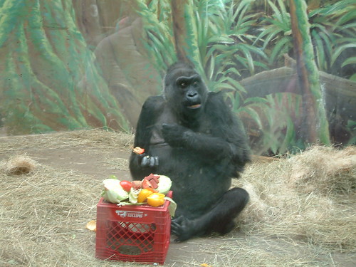 Colo enjoying lunch. by Sunshine Gorilla